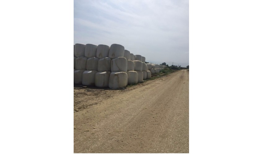 3-Mısır Silajı aylık 10.000 ton tedarik etme yeteneği 1. sınıf - 2. sınıf